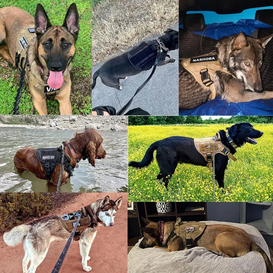 Premium Control Dog Training Harness with Quick-Release Buckle